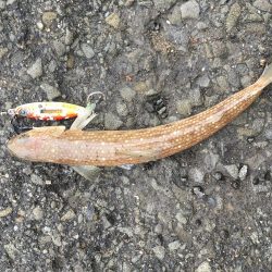 アジ釣りとエソ釣り